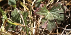 Geranium seemannii