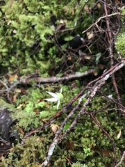 Adenochilus gracilis