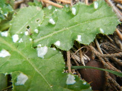 Carduus argentatus