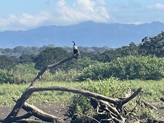 Anhinga