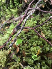 Adenochilus gracilis