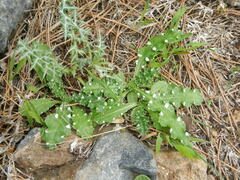 Carduus argentatus