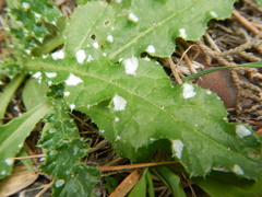 Carduus argentatus