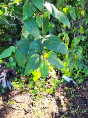 Varronia polycephala