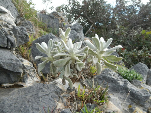 Cyprus Ironwort (Sideritis cypria) · iNaturalist United Kingdom