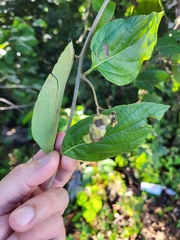 Varronia polycephala