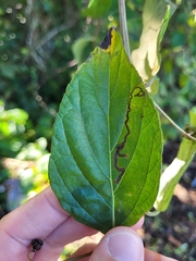 Varronia polycephala
