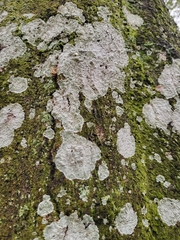 Cryptothecia striata