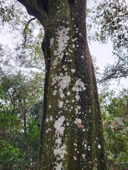 Cryptothecia striata