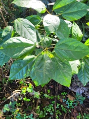 Alchornea latifolia