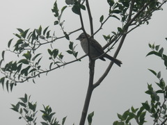 Zonotrichia capensis