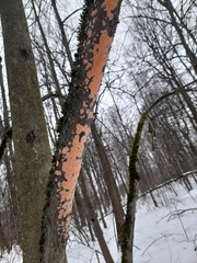 Peniophora incarnata