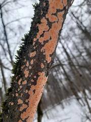 Peniophora incarnata