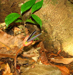 Bertholletia excelsa