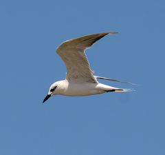 Gelochelidon nilotica