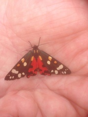 Callimorpha dominula