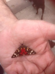 Callimorpha dominula