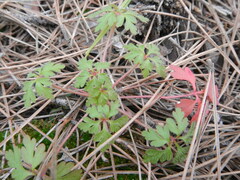 Geranium purpureum