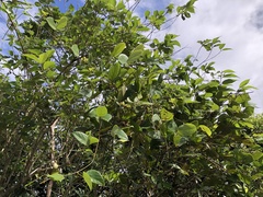Mucuna macrocarpa