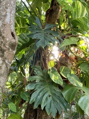 Philodendreae
