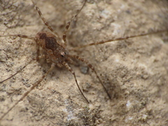 Phalangiinae