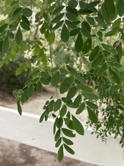 Moringa