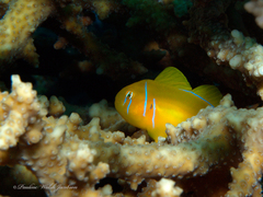 Gobiodon citrinus