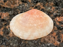 Semele purpurascens