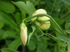 Lathyrus rotundifolius