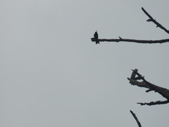 Chlorostilbon lucidus