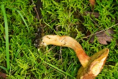 Xerocomus subtomentosus