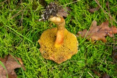 Xerocomus subtomentosus