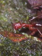 Odontomachus affinis