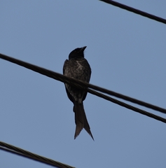 Dicrurus macrocercus