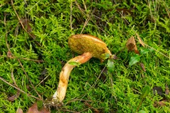 Xerocomus subtomentosus