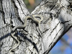 Platyceps rhodorachis