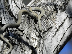 Platyceps rhodorachis