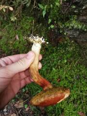 Xerocomus subtomentosus