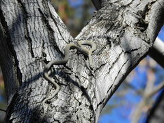 Platyceps rhodorachis