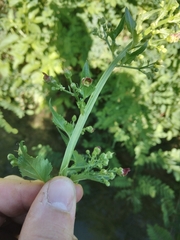 Scrophularia umbrosa