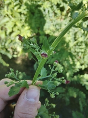 Scrophularia umbrosa