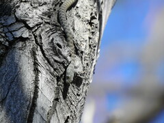 Platyceps rhodorachis