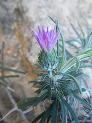 Ptilostemon chamaepeuce