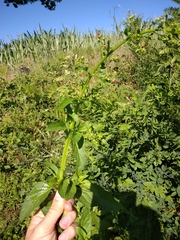 Scrophularia umbrosa