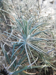 Ptilostemon chamaepeuce