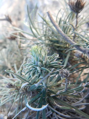 Ptilostemon chamaepeuce