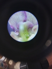 Scrophularia umbrosa