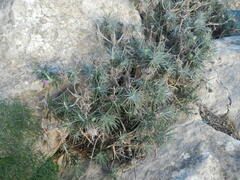 Ptilostemon chamaepeuce