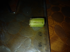 Scrophularia umbrosa