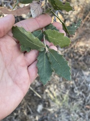 Quercus × undulata